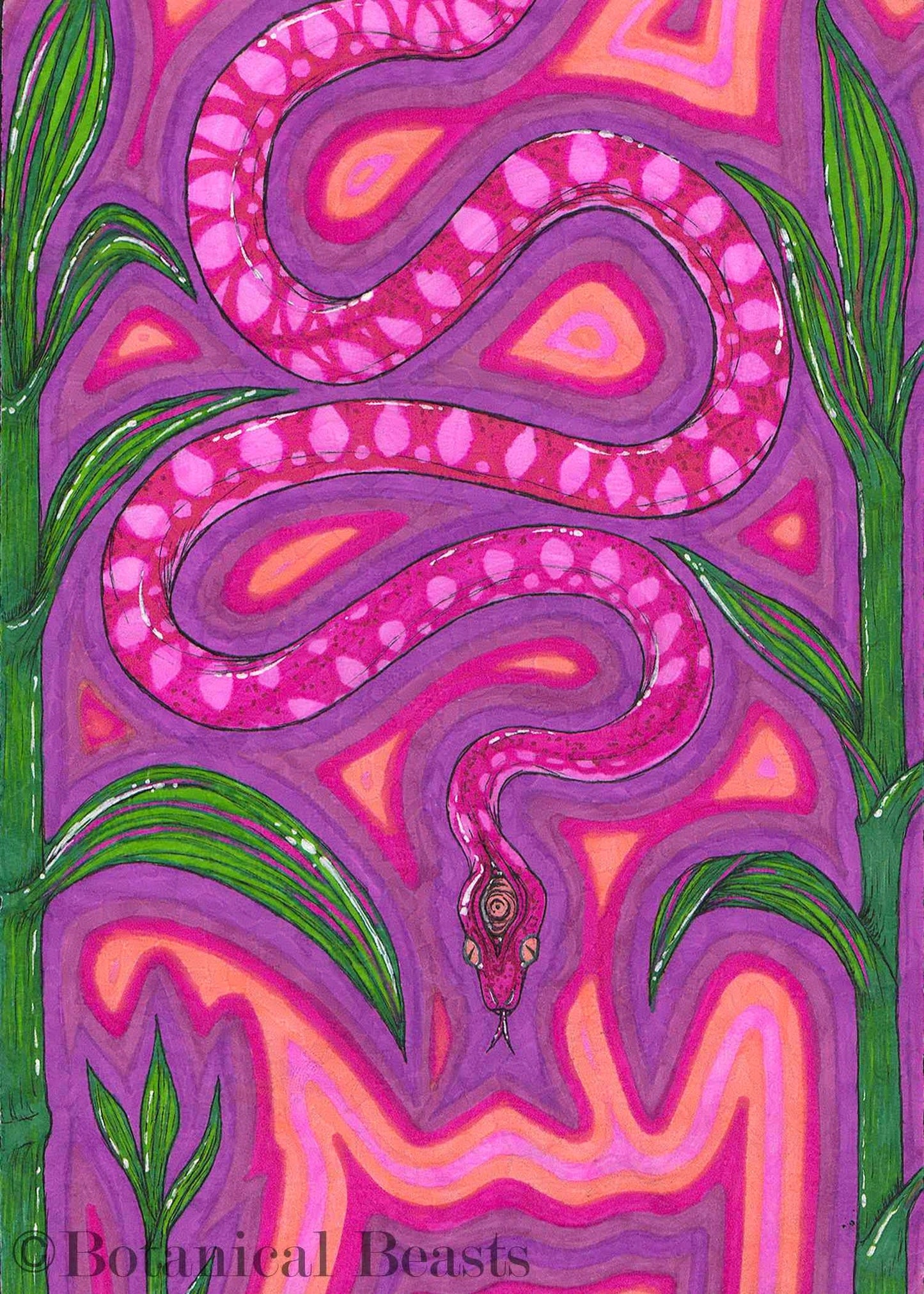 "Fuchsia Boa" - print