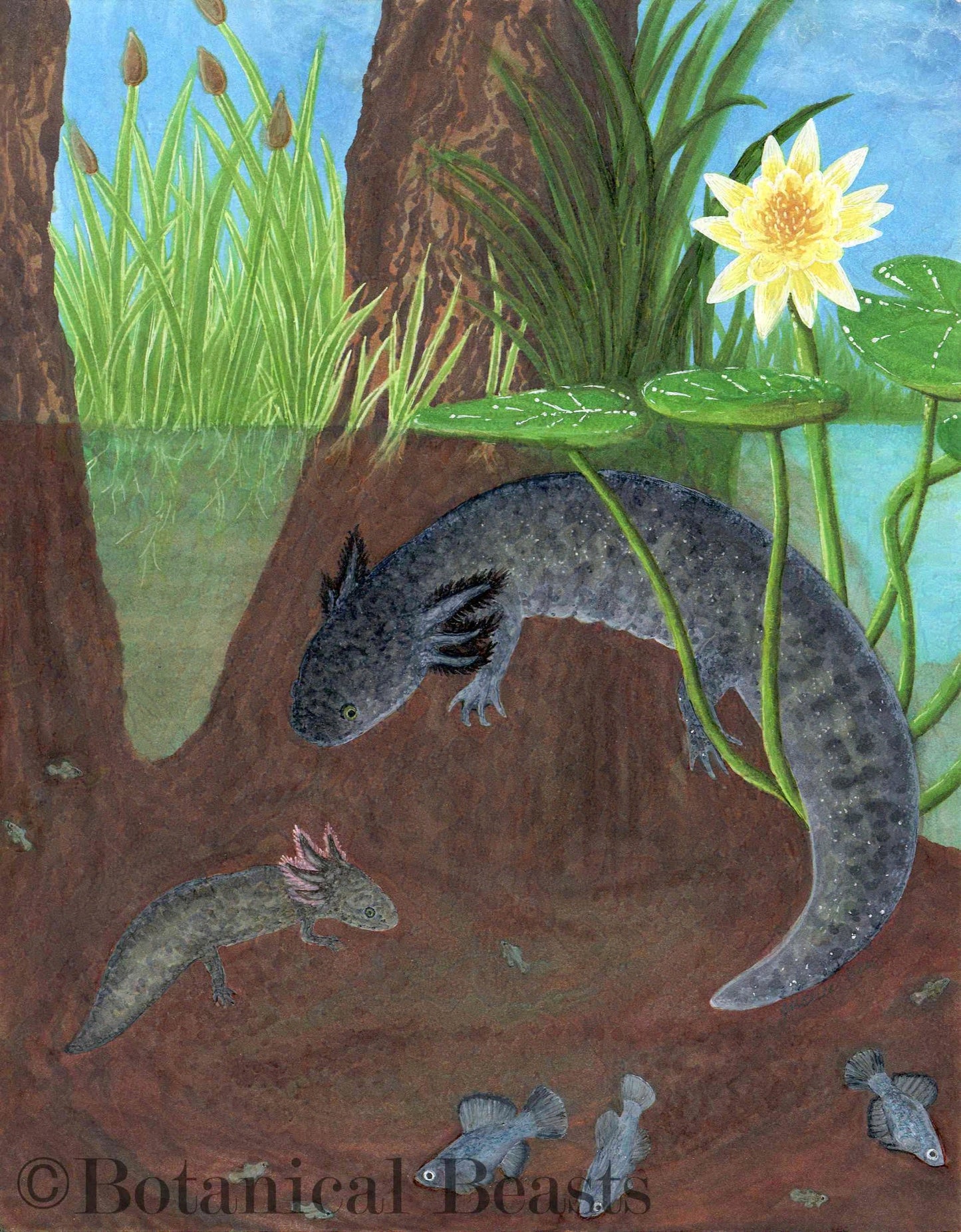 An axolotl in its habitat of lake Xochimilco. It is resting under a bloming lily pad with its baby. Native fish from the Chinampas school around these amphibians. There are cat tails and irises on the horizon of the pond.