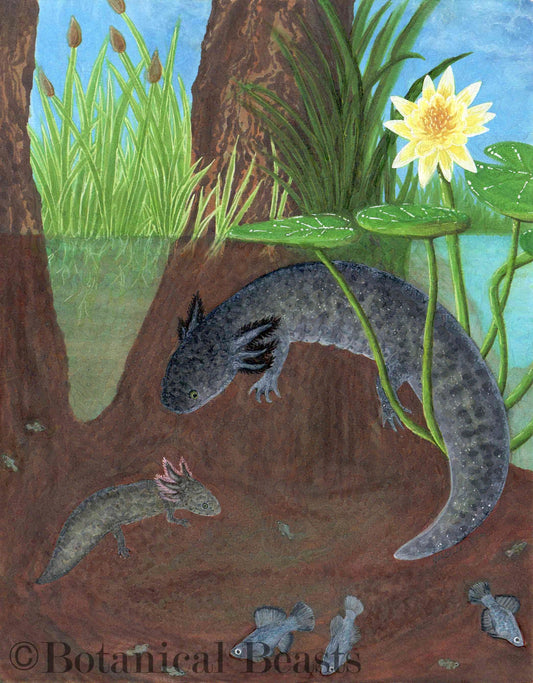 An axolotl in its habitat of lake Xochimilco. It is resting under a bloming lily pad with its baby. Native fish from the Chinampas school around these amphibians. There are cat tails and irises on the horizon of the pond.