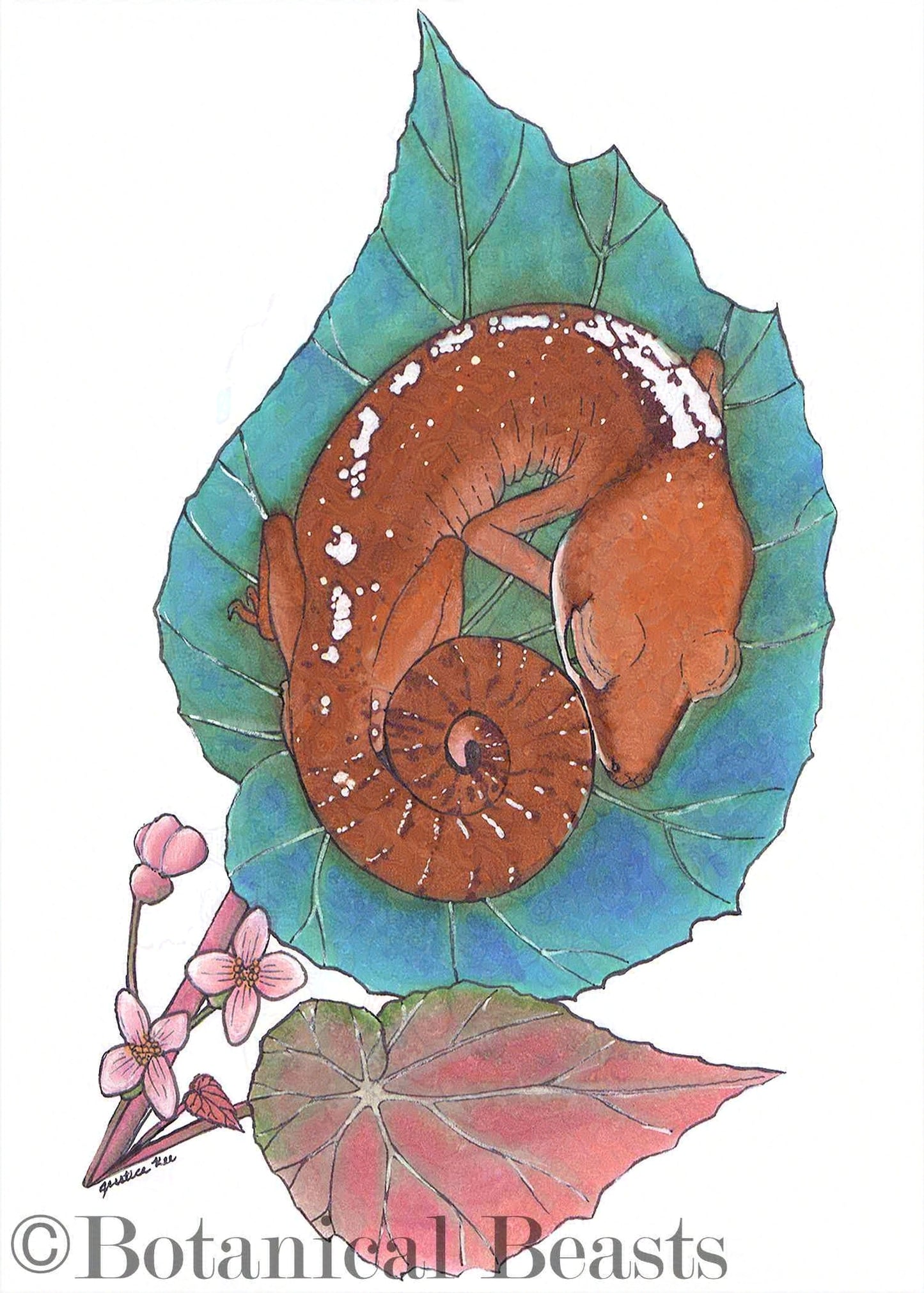 A sleepy gecko rests curled up on a blue begonia leaf. Pink flowers grow beside the lizard.