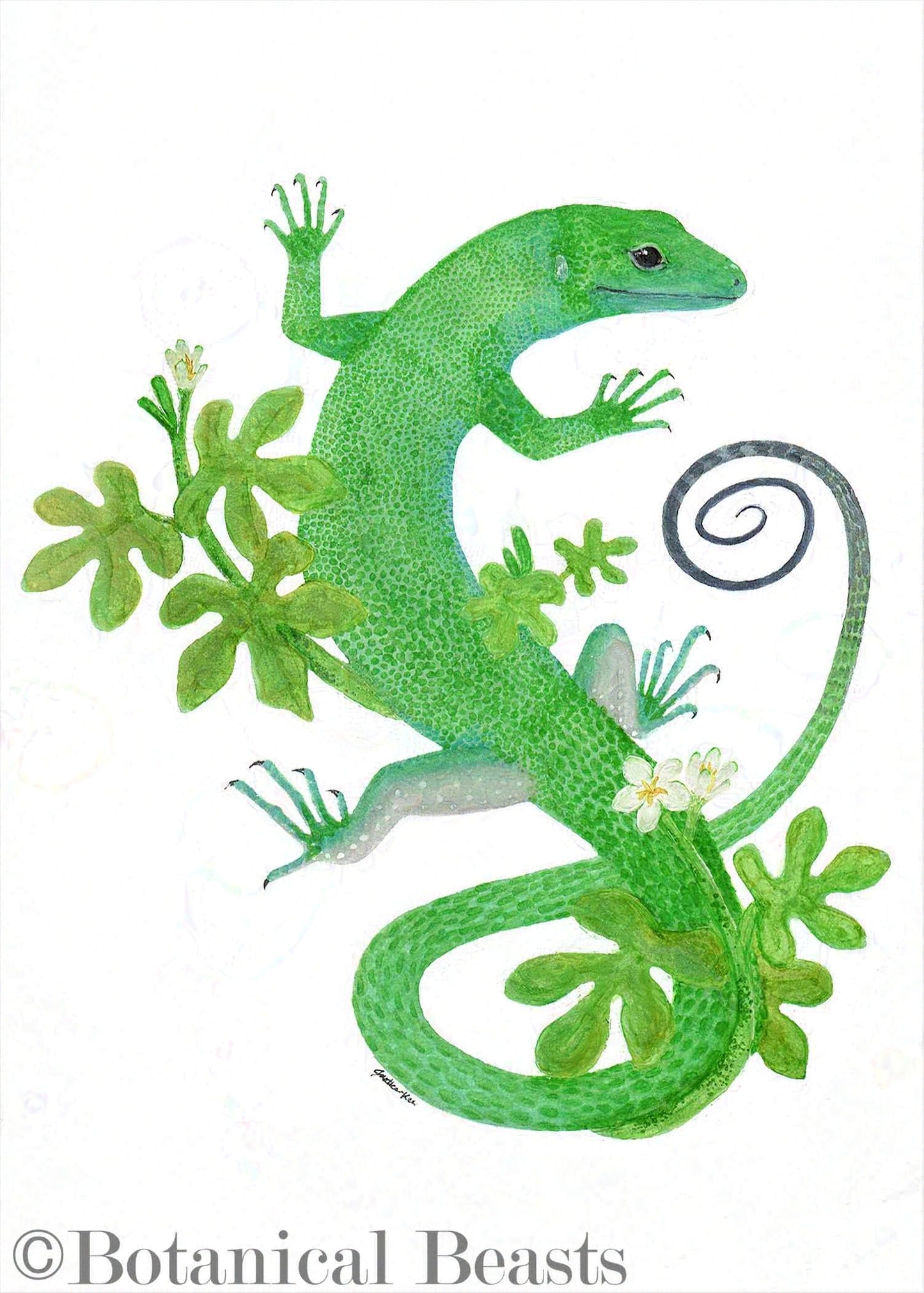 A portrait of a Gastropholis prasina. This green keel-bellied lizard is drawn with a vining flower named Adenia venenata.