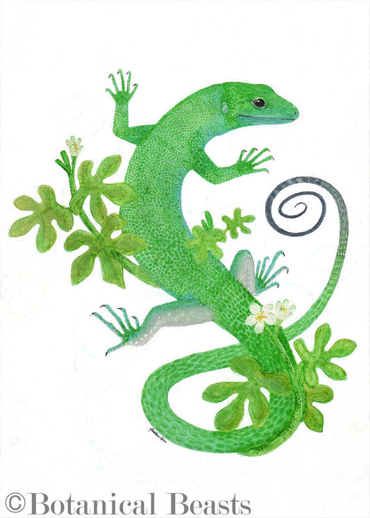 A portrait of a Gastropholis prasina. This green keel-bellied lizard is drawn with a vining flower named Adenia venenata.